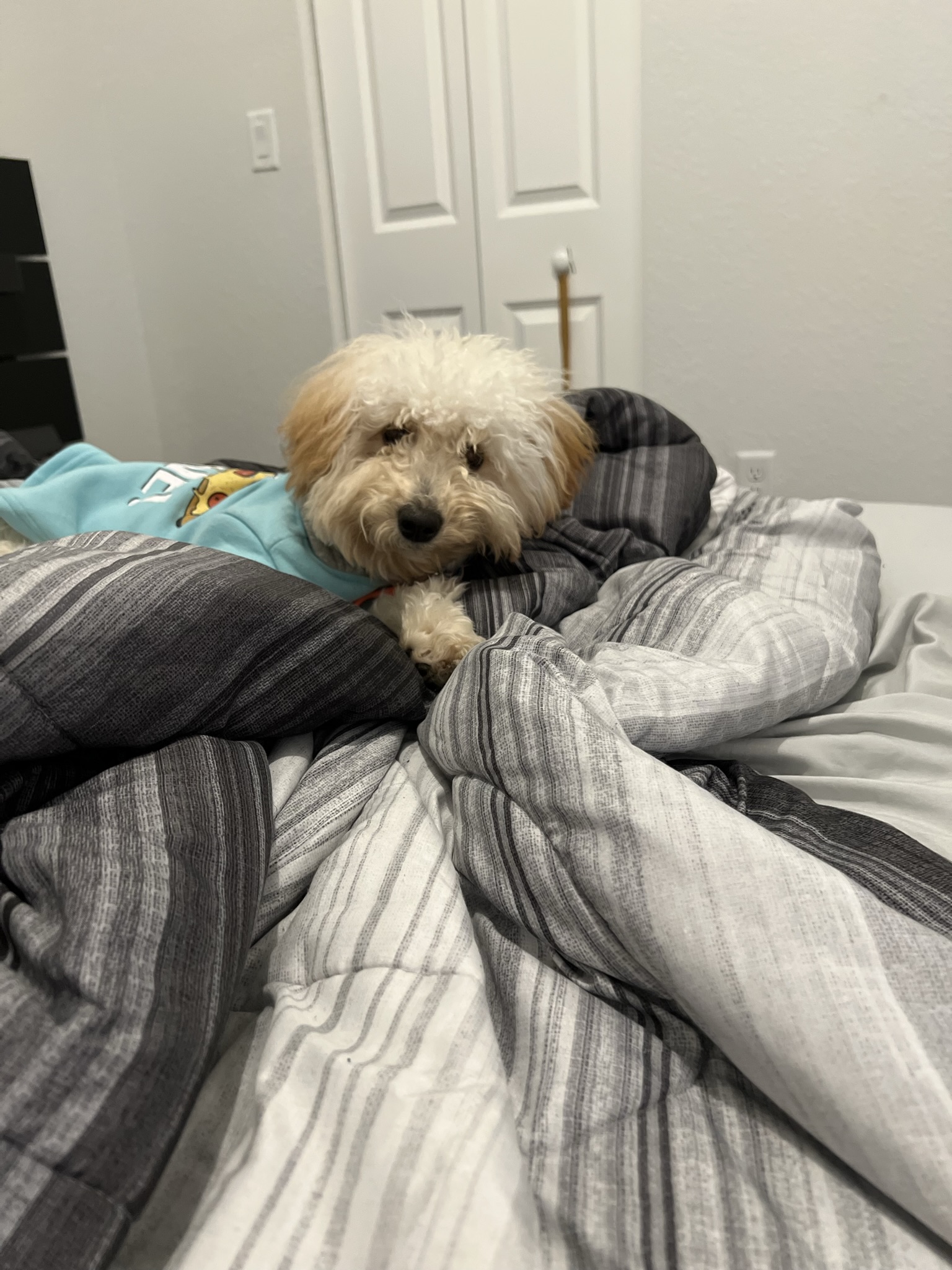 My dog is sleepy and comfy.